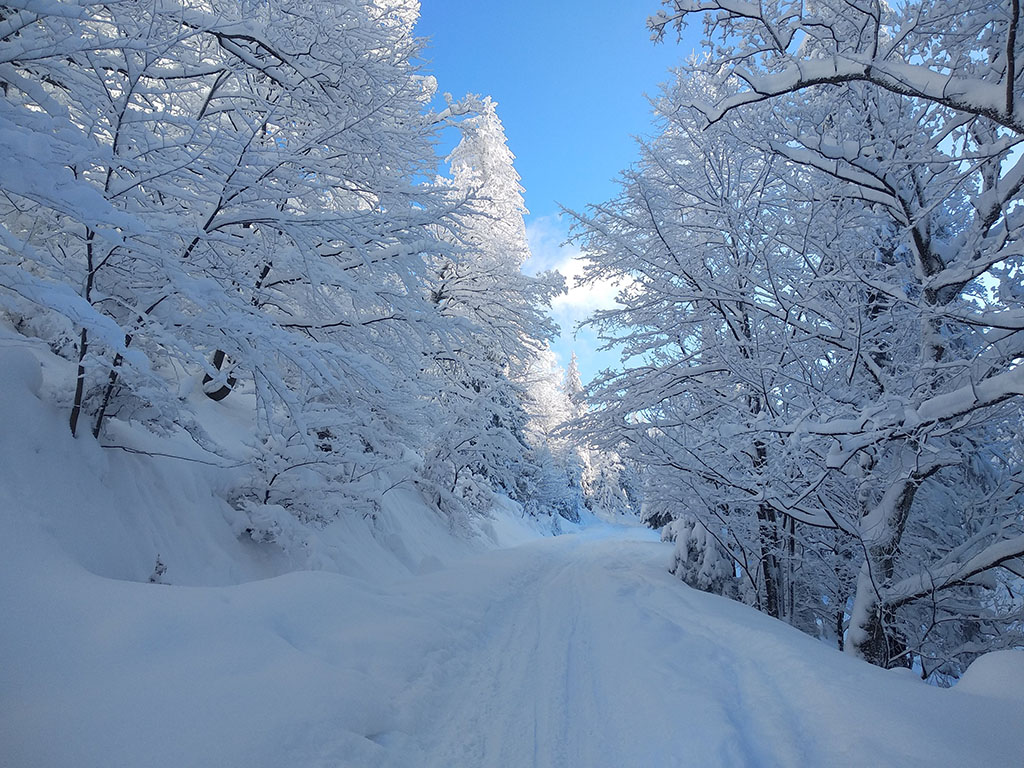 widok na zaśnieżony szlak, po obu stronach pokryte śniegiem drzewa (nie iglaste)