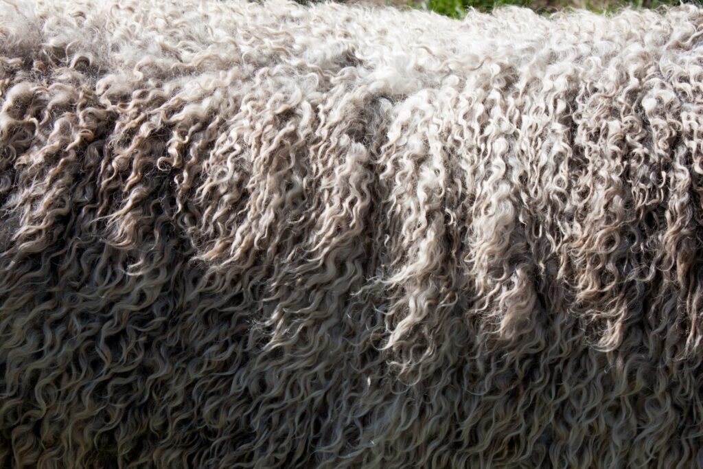 wełna merino
