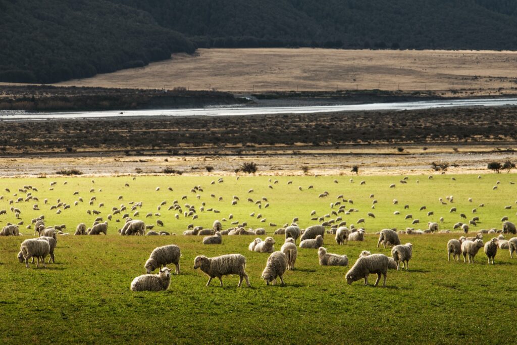 owce merynos owce razy merino